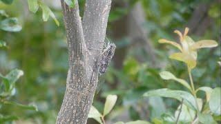 Cicada insect  Himachal Pradesh India