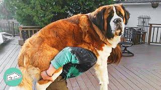 Gigantic St. Bernard is Acting Silly Like a Baby  Cuddle Buddies