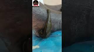 Leech Therapy for remove bad blood #shorts #youtubeshorts #shortsfeed #trending #viral #love #life