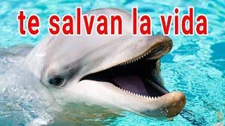 Animales que te salvan la vida y… ¡no lo sabes