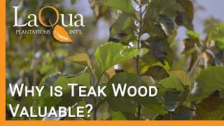 Why is Teak Wood Valuable? - LaQua Plantations