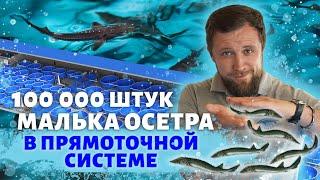 Как с помощью МАЛЬКОВОГО ЦЕХА построить УСПЕШНЫЙ БИЗНЕС?  Обзор ПРЯМОТОЧНОЙ системы в Мансурово