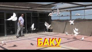 Бакинские голуби доктора Ильхама в Баку