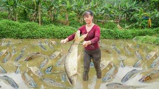 Harvesting A Lot Of Big Fish Goes To Market Sell - Take Care Vegetable  Phương Free Bushcraft