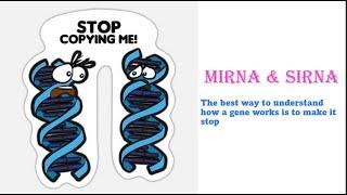 32.micro RNA small interfering RNA & RNA interference شرح بالعربي اليات التحكم في التعبير الجيني