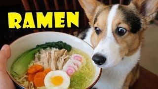 CORGI RAMEN - Homemade DOG Friendly DIY  Life After College Ep. 567