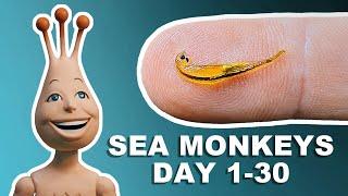 My Sea Monkeys Day 1 - 30   The first month of growth