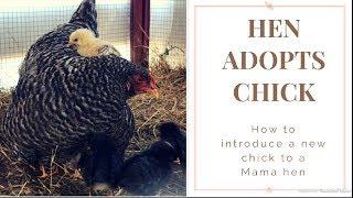 How To Introduce A New Chick To A Mama Hen