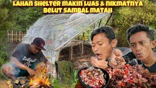 BONGKAR LAHAN SHELTER PLASTIK & OLAH BELUT SAMBAL MATAH KECOMBRANG SUPER LEZAT