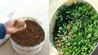 أسهل طريقة زراعة السلق في المنزل بكل سهولة  How to grow chard