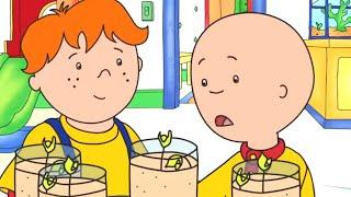 Plantando e Aprendendo  Caillou em Português - WildBrain