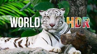 4K में HDR में विश्व अल्ट्रा HD