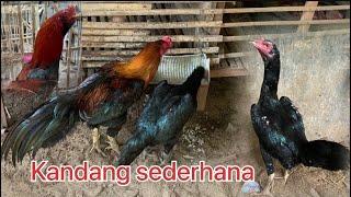 ayam hasil kebun sendiri semoga berkembang biak dengan sukses