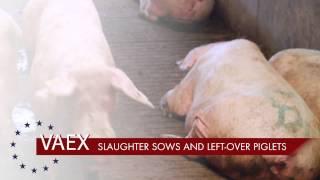 Slaughter Sows and Resting Piglets  VAEX Pig and Livestock Trading Company