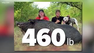 Central Texas duo kills 460-pound feral hog with a knife