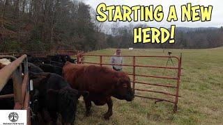 We Bought The WHOLE Herd - Tips For Starting New Cattle On Your Farm