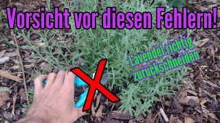 Lavendel schneiden ACHTUNG vor diesen FEHLERN sonst kann Lavendel eingehen