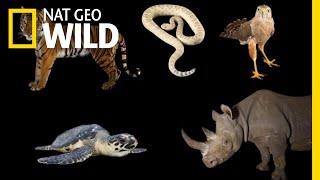 Meet Some of the Worlds Most Endangered Animals  Nat Geo Wild