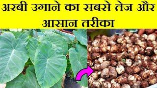 अरबी कैसे उगाएArbi kaise lagayeArbi kaise ugayeGrow ArbiHow to Grow TaroArbi plant in pot