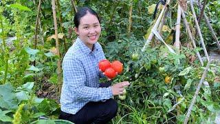 Tomatoes grow densely bright red and grow gratifyingly