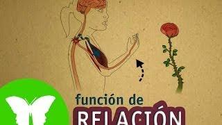 La Eduteca - La función de relación