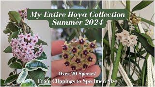 My Entire Hoya Collection  Summer 2024 3 Years of Growth from Cuttings