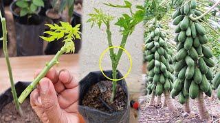 New Way To Graft Papaya Tree l Best method