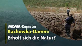 Kachowka-Katastrophe Wenn die Natur für Wunder sorgt  ARD-Morgenmagazin