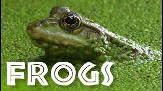 All About Frogs for Kids - Facts About Frogs and Toads for Children FreeSchool