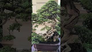 pemphis acidula Bonsai Santigi Joko Tingkir go to BCI Tangerang #bonsaisantigi #pemphisacidula