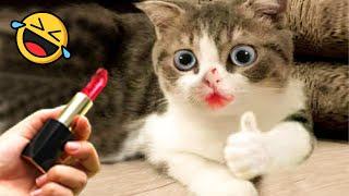 1 HOUR Of New Funny Videos 2024  Funniest Cats and Dogs 2024  Part 3