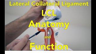 Lateral Collateral Ligament LCL Anatomy and Function