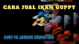 CARA MENJUAL  MEMASARKAN IKAN GUPPY CUMA 10 MENIT TAPI SANGAT BERMANFAAT.