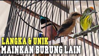 tambah komplit aja nih kios selain kenari ada jg burung langka & unik tapi murah