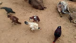 poultry and dairy farming