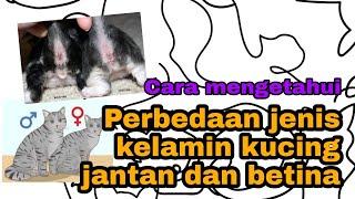 Perbedaan Jenis Kelamin Kucing Jantan dan Betina #story23 Gembul Family