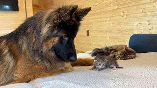 My 3 Dogs Meet Tiny Kittens for the First Time