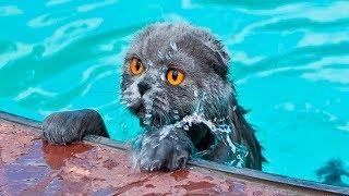 Cats Vs Water Part 4 - Cats Falling In Water - Funny Cats 2017 - Cats Hate Water