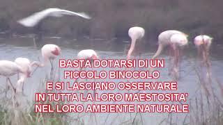 COMACCHIO-IL BETTOLINO E I FENICOTTERI ROSA.