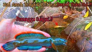 Nekat.. Mancing Ikan Channa Limbata Di Tempat Angker  Channa Limbata Rim Merah