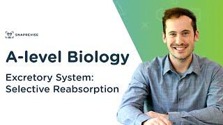 Excretory System Selective Reabsorption  A-level Biology  OCR AQA Edexcel