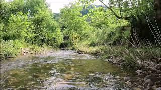 Refreshing stream.. Nature forest water and bird sounds.. Relaxing sleep music..