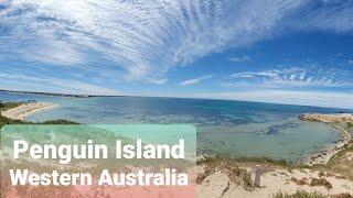 Penguin Island Trip Perth Western Australia