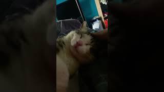 duck phonk w chi #cat #fyp #viral #viralvideo