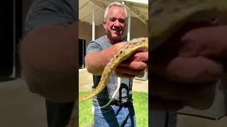 RFK Jr. The Snake