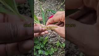 Take stem cuttings of Sweet William and watch what happens to them — #gardening #gardeningtips