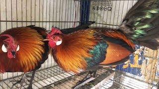 Inilah Ayam Hutan Merah Hasil Pikat Yang Siap Untuk Di Ternak