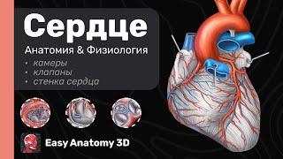 Анатомия Сердца Полный разбор  Камеры Клапаны Стенка сердца  Easy Anatomy