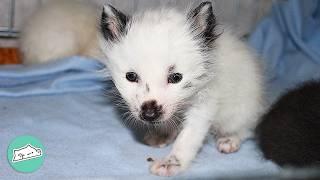 Girl Saves A White Fox And Gives Her A Dog Best Friend  Cuddle Buddies