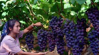 Making Wine From Grapes at Home